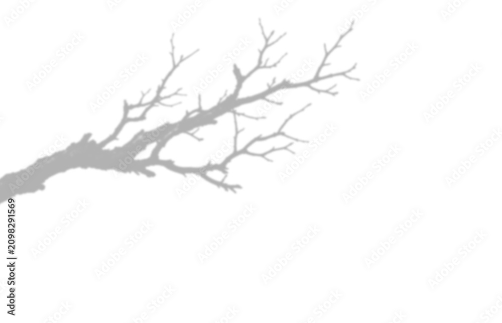 Fototapeta premium Shadow of a bare tree branch isolated on transparent background