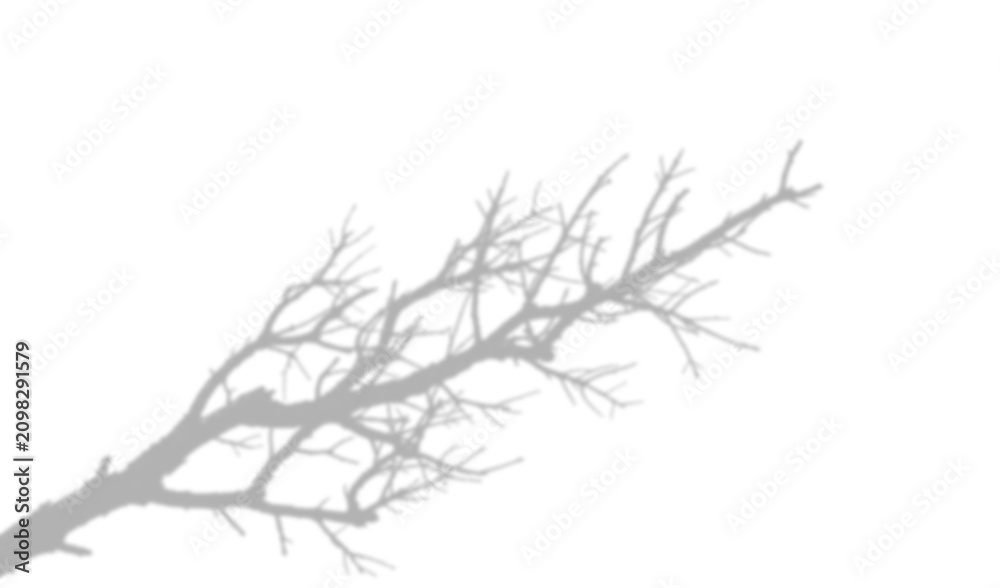 Fototapeta premium Shadow of a bare tree branch isolated on transparent background