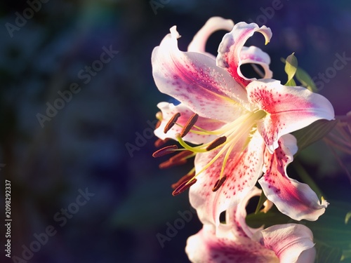 Bild auf Leinwand Tokyo, Japan - July 15, 2026: Closeup of Formosa lily or Taiwan lily
