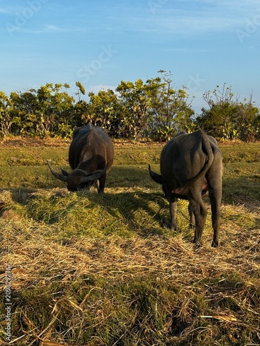 Obraz na plátně Two rhinos grazing in a field with trees and blue sky