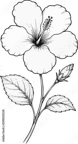 A detailed black and white line drawing of a single hibiscus flower with leaves and a bud, showcasing its intricate botanical structure.