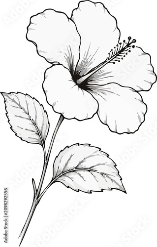A detailed black and white line drawing of a single hibiscus flower with leaves and a bud, showcasing its intricate botanical structure.