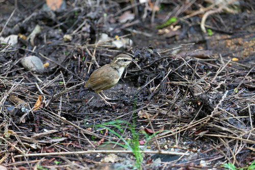 Bild auf Leinwand Asian Stubtail Warbler taking a break after eating big food n the traces dug up