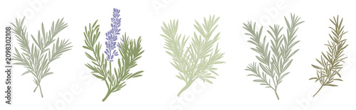 Collection of colorful rosemary herb illustrations featuring fresh sprigs and botanical elements isolated on a white background in a clean flat vector style