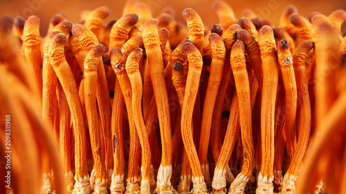 Cordyceps militaris mushrooms with vibrant orange stems in close-up view