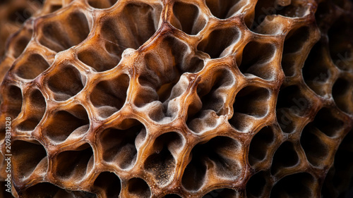 Close-up of Morel Mushroom Morchella with Honeycomb Texture and Details