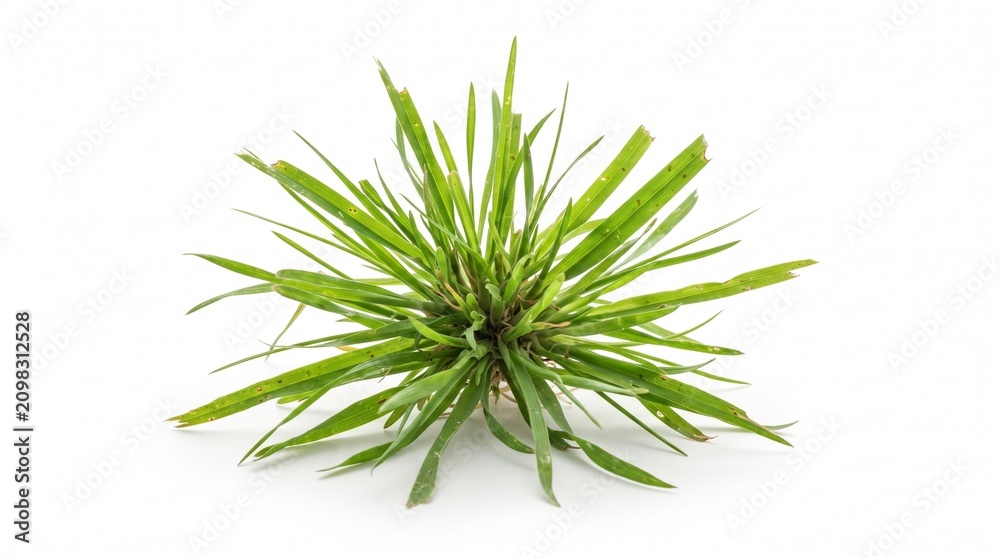 Fototapeta premium Fresh green starburst grass cluster isolated against clean white background with set against pure white backdrop crisp natural presentation
