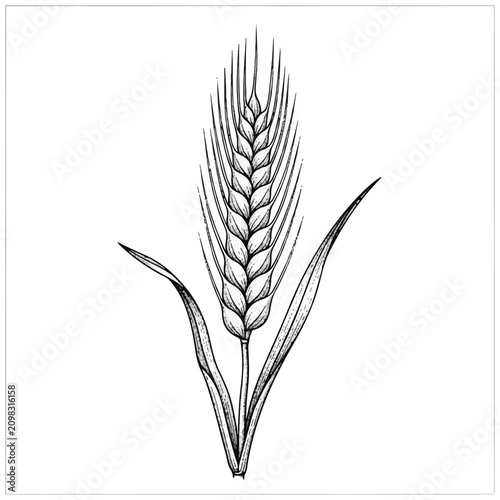 Wheat Grain Ear Agricultural Plant.