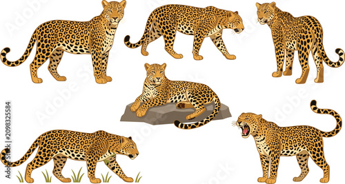 Photography Wild leopard jaguar big cats character illustration vector set isolated on white