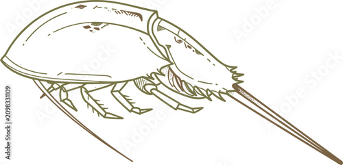 Εκτύπωση καμβά Detailed vintage sketch illustration of a prehistoric horseshoe crab showing its