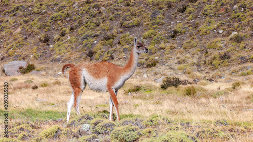 a guanaco starting to walk past camera at torres del paine national park in patagonia, chile