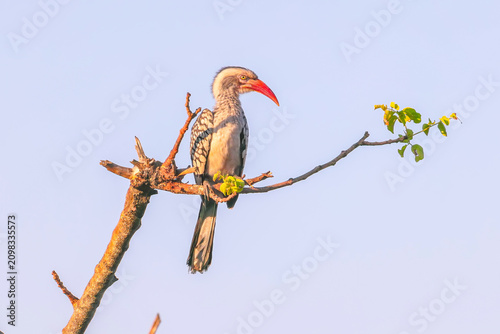 a red-billed hornbill perching in a tree at balule nature reserve of kruger national park in south africa