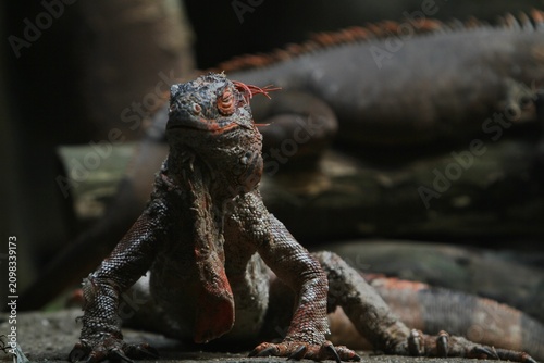 Bild auf Leinwand A red iguana is seen basking calmly