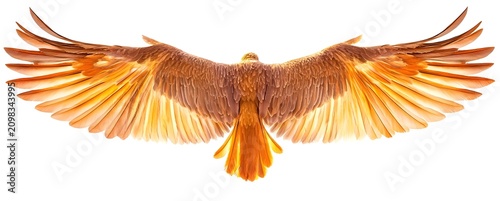 Golden Bird Wings Spread