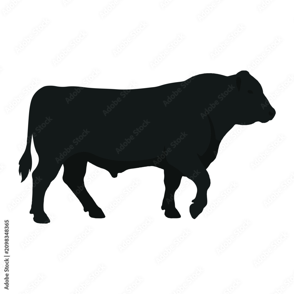 Obraz premium Angus bull vector silhouette design for livestock and ranching