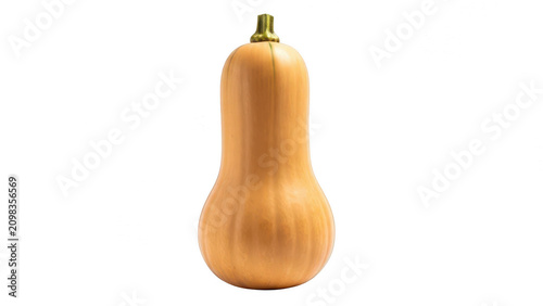 Fresh butternut squash with creamy skin butternut vegetable