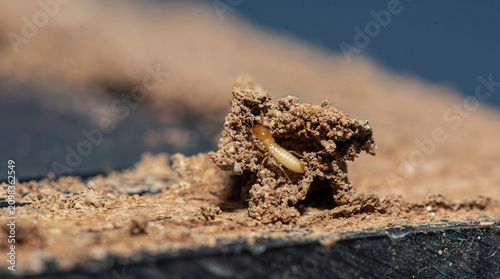 Close Up of Termites Feeding on Wood, Pest Infestation and Structural Damage Concept