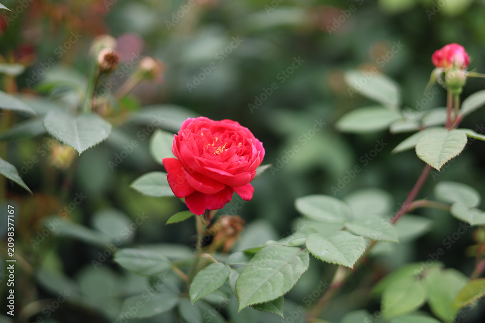 Obraz premium Beautiful roses blooming in the garden.