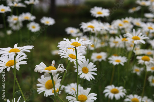 Photos Oxeye daisies with white petals and yellow centers.