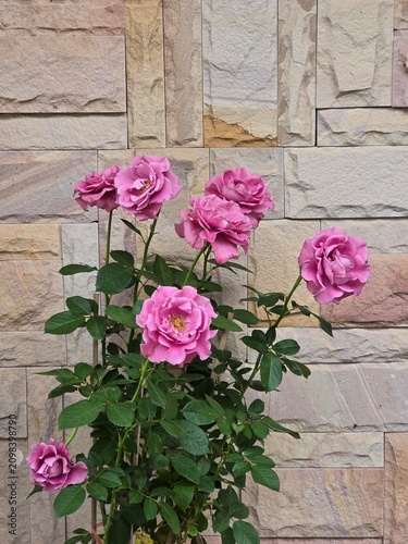 Pink roses in the garden of pink roses. Blooming Roses on the Bush. Growing roses in the garden.	