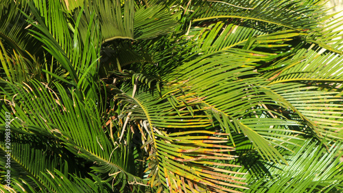 Close-up of dark green sago palm fronds in natural sunlight
