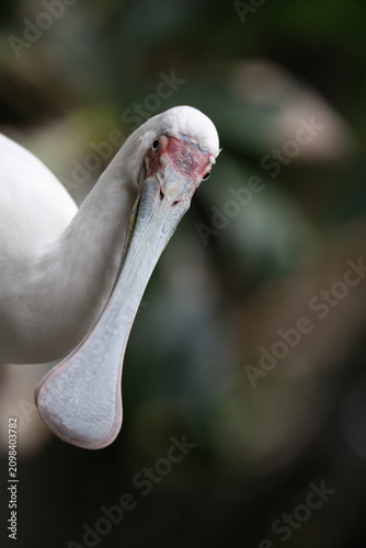 spoonbill
