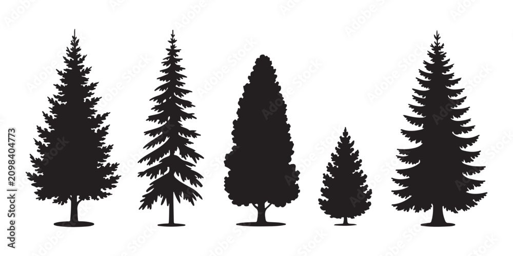 Obraz premium High spruce and cedar tree silhouettes for mountain forest landscape and wilderness conservation design.