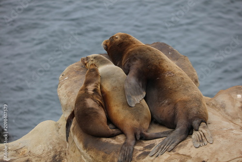 Sea Lion Family
