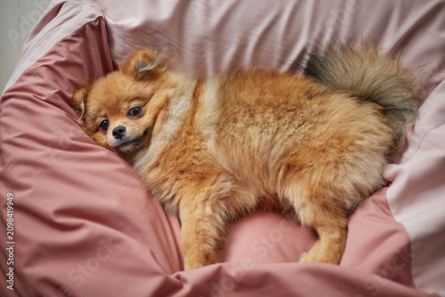 家のリビングのソファーで楽しく遊んでいる可愛いポメラニアンの子犬の姿