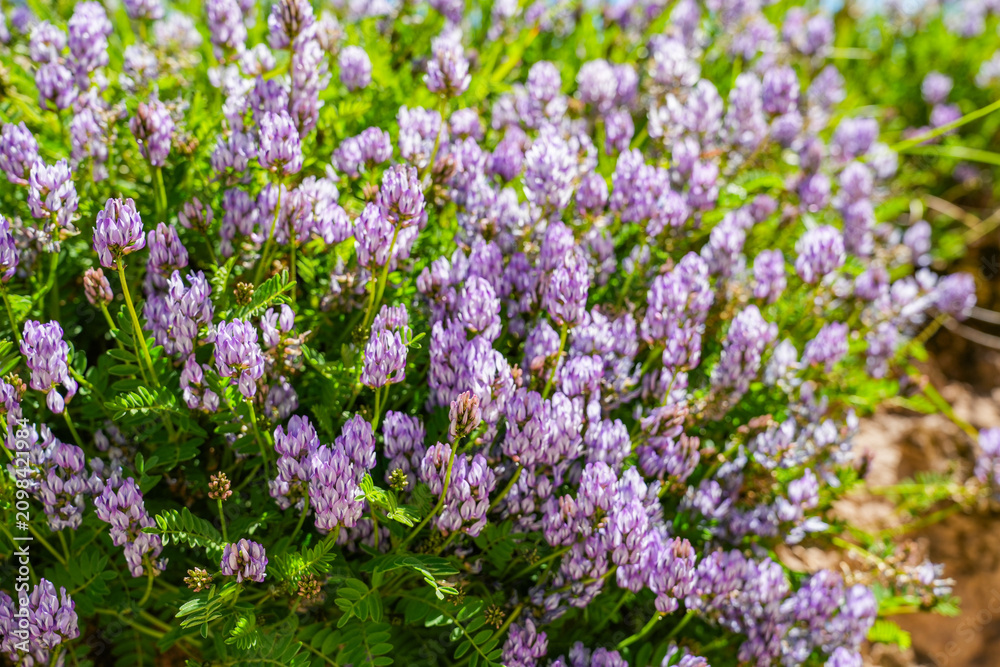 Obraz premium Purple Sweet Alyssum flowers covering the whole frame, vibrant ground cover blooming in summer