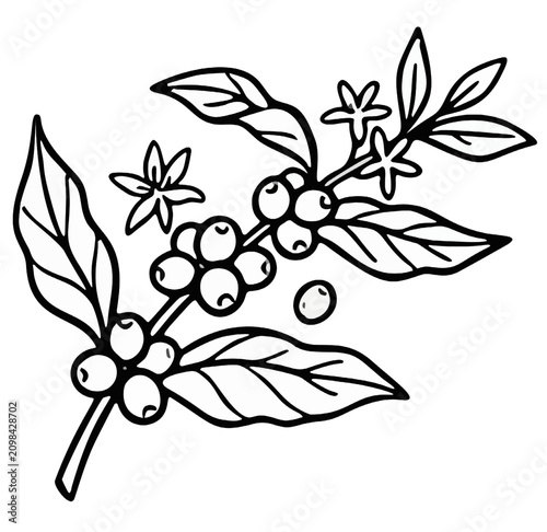 Botanical drawing of a coffee plant branch with leaves berries