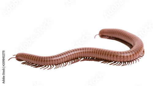 Cuadro en lienzo Brown millipede with many legs, isolated on transparent background