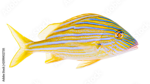 Obraz na plátně Yellow and blue striped fish detailed profile, isolated on transparent backgroun
