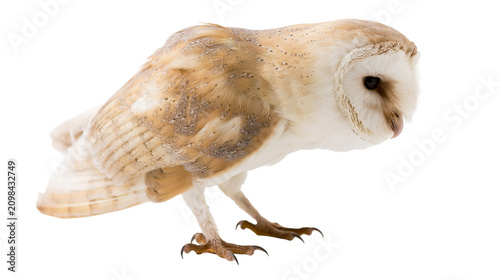 Barn owl with speckled brown and white feathers, isolated on transparent background