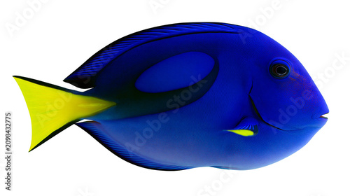 фотографія Vibrant blue tang fish with bright yellow tail, isolated on transparent backgrou
