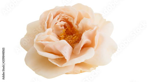 Canvastavla Delicate peach rose with ruffled petals and golden stamen, isolated on transpare