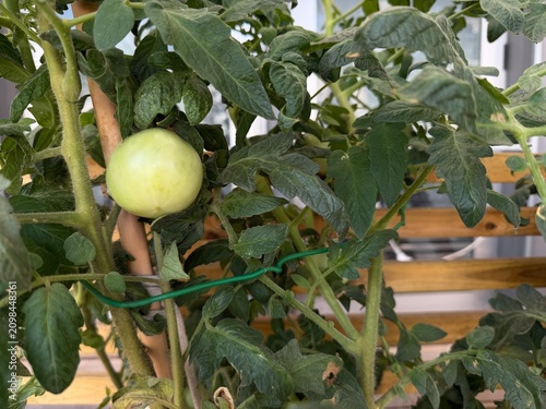 Φωτογραφία Unripe green tomato growing on a vigorous plant, supported by a stake, illustrat