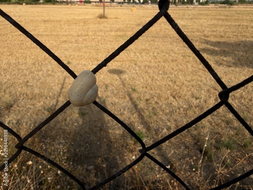 Quadro su tela Dormant snail attached to a wire fence, hibernating during summer drought, prese