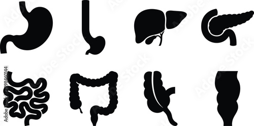 Vector set of black silhouettes representing human digestive system organs and gastrointestinal tract isolated on white background