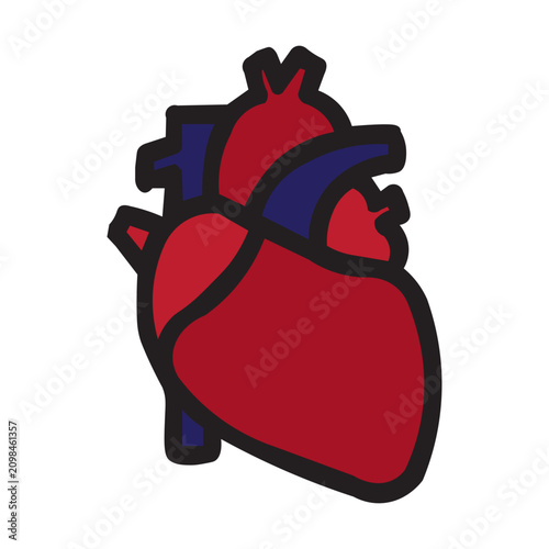 Anatomical human heart icon