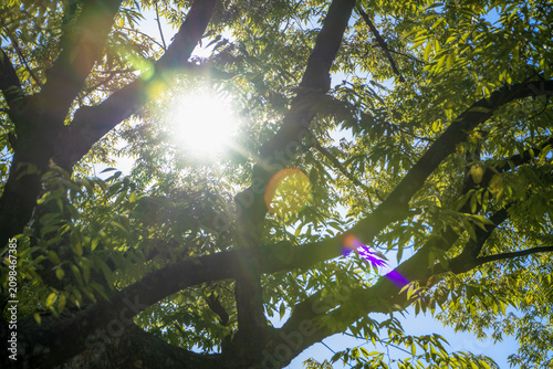 looking up through green tree leaves and branches with bright sun rays and colorful lens flares isolated on transparent background