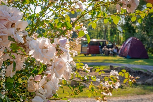 sunny campsite by the Kolpa River, framed by blooming white roses in the foreground. In the soft-focus background, a red camper van and a purple tent sit on a lush green lawn