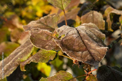 Принти на полотні Frost on autumn leaves captured in a garden during early morning light