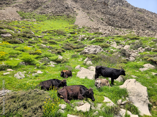 Cattle resting and grazing on a lush green spring hillside dotted with yellow wildflowers, framed by rugged rocky mountain slopes.
📍 Hawraman Takht, Kurdistan, Iran 