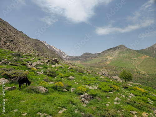 Cattle grazing on a green mountain slope overlooking a vast valley with snow-capped peaks and scattered yellow wildflowers under a clear blue sky.
📍 Hawraman Takht, Kurdistan, Iran 