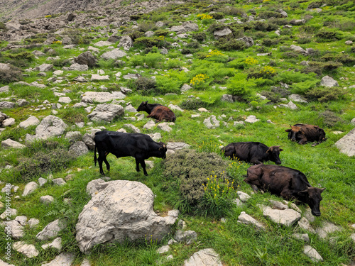 A herd of cattle resting and grazing on a rocky spring hillside surrounded by wildflowers and scattered boulders.
📍 Hawraman Takht, Kurdistan, Iran 