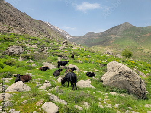 A herd of cattle grazing and resting on a spring mountain slope with snow patches, a lone tree, and scattered boulders.
📍 Hawraman Takht, Kurdistan, Iran 