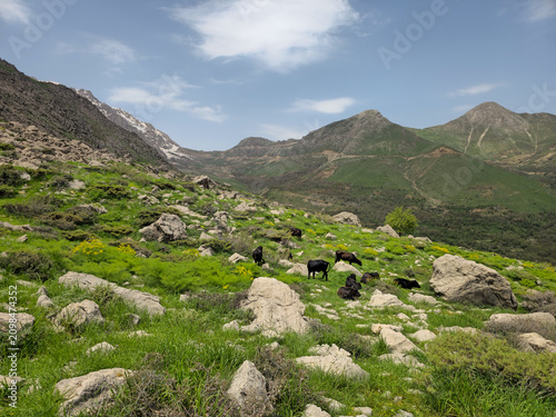 A herd of cattle grazing on a spring hillside below snow-capped peaks and a sweeping mountain valley view.
📍 Hawraman Takht, Kurdistan, Iran 