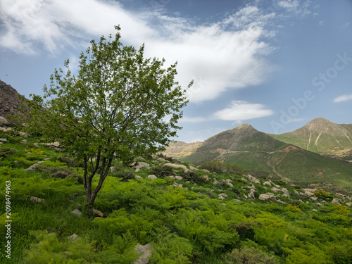 A lone tree with lush green foliage overlooks a spring mountain valley with rocky peaks under a bright blue sky.
📍 Hawraman Takht, Kurdistan, Iran 