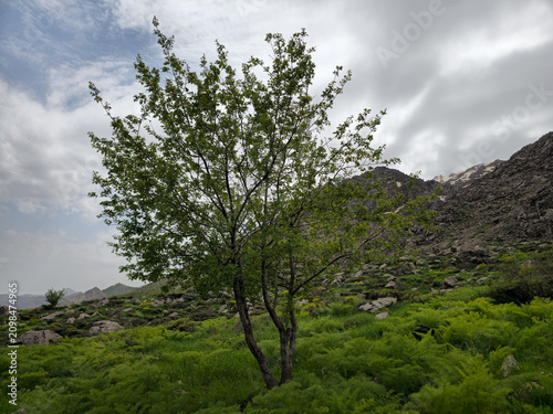 A lone tree with fresh green foliage stands on a spring hillside beneath a rocky mountain dotted with snow patches under a cloudy sky.
📍 Hawraman Takht, Kurdistan, Iran 